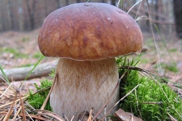 Сушені Білі Гриби - 100 г